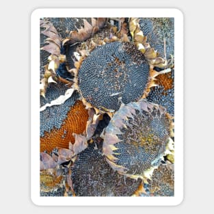 Sunflower Seeds by Avril Thomas at Magpie Springs Sticker